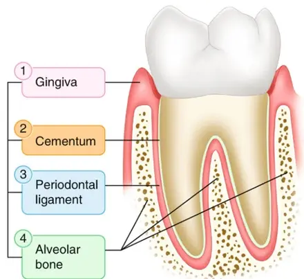 Explore Periodontology with Expert Dentist around Clementi, Singapore Explore Periodontology with Expert Dentist around Clementi, Singapore