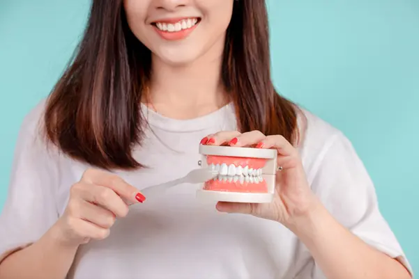 A dentist holding a dental teeth model and toothbrush